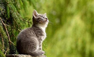 https://www.zooplus.de/magazin                   von hier haben wir das Bild