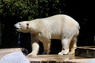 https://www.rekordtiere.de/10-tiere-die-durch-den-klimawandel-bedroht-sind/                      von hier haben wir das Bild